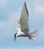 109 CF_Arctic Tern 9